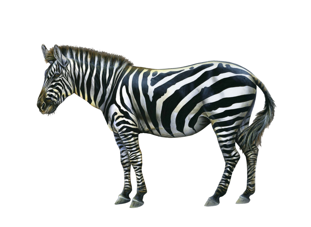 zebra